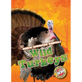 Wild Turkeys