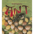 The Life Cycle of an Ant