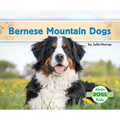 Bernese Mountain Dogs