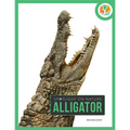 Alligator