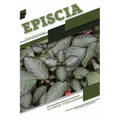 Episcia: Closed terrarium, Beginner's Guide