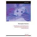 Rhizosphere Bacteria: Identification of culturable bacteria associated with the rhizosphere of Lablab purpureus