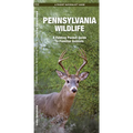 Pennsylvania Wildlife: A Folding Pocket Guide to Familiar Animals