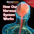 How Our Nervous System Works