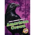 American Crows