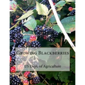 Growing Blackberries