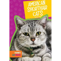 American Shorthair Cats