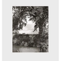 Robert Adams: Cottonwoods