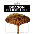 Dragon Blood Tree