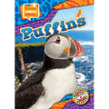 Puffins