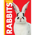 Curious about Rabbits