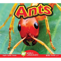 Ants