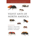 Velvet Ants of North America