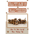 Healthy Glen of Imaal Terriers: How To Take Care Of Them, Training Tips: Treatment For Glen Of Imaal Terriers