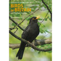 Identification Guide to Birds of Britain & Northern Europe