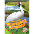 Whooping Cranes