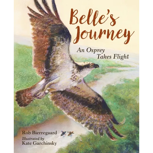 Belle's Journey: An Osprey Takes Flight