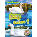Swan or Goose?