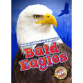 Bald Eagles