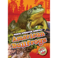 American Bullfrogs