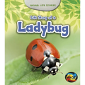 Life Story of a Ladybug