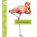 Flamingos