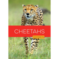 Cheetahs