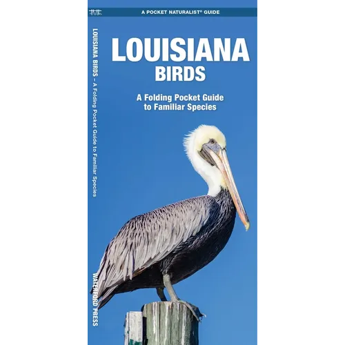Louisiana Birds