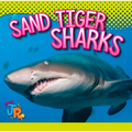 Sand Tiger Sharks