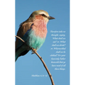General Worship Bulletin: Your Heavenly Father Knoweth (Package of 100): Matthew 6:31-32 (Kjv)
