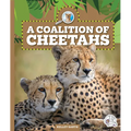 A Coalition of Cheetahs