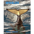 Whales: Whale Facts for Kids, Whales Gentle Giants of the Sea
