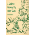 A Guide to Growing Figs Under Glass