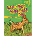 Meet a Baby White-Tailed Deer