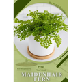 Maidenhair Fern: Prodigy Petal, Plant Guide