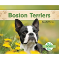 Boston Terriers
