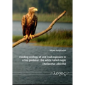 Feeding Ecology of and Lead Exposure in a Top Predator: The White-Tailed Eagle (Haliaeetus Albicilla)