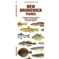 New Brunswick Fishes: A Folding Guide to Native and Introduced Freshwater Species