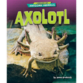Axolotl
