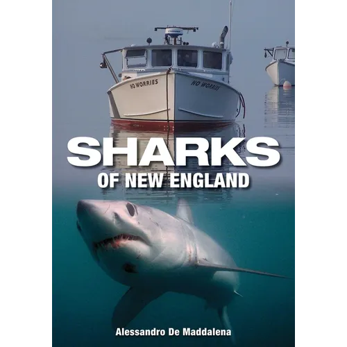 Sharks of New England