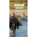 Maine Wildlife: A Folding Pocket Guide to Familiar Animals
