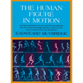 The Human Figure in Motion