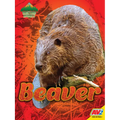 Beaver