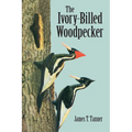 The Ivory-Billed Woodpecker