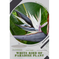 White Bird of Paradise plant: Plant Guide