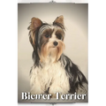 Biewer Terrier: Dog breed overview and guide