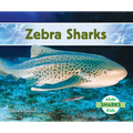 Zebra Sharks
