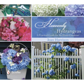 Heavenly Hydrangeas: A Practical Guide for the Home Gardener